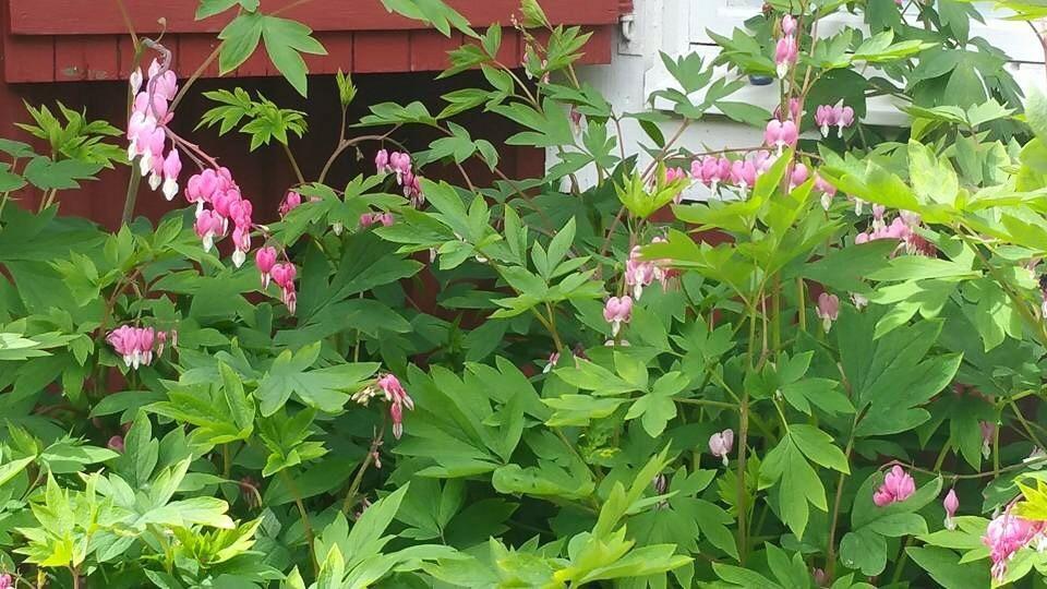 Stora Djuloe Vandrarhem Катринехолм Екстериор снимка
